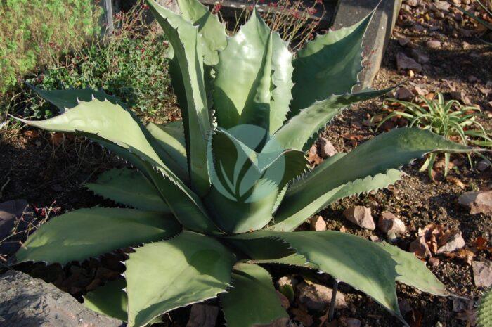 agave salmiana maroc clorofila scaled