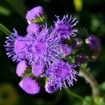 ageratum