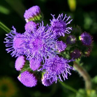 ageratum-4415557_1280.jpg