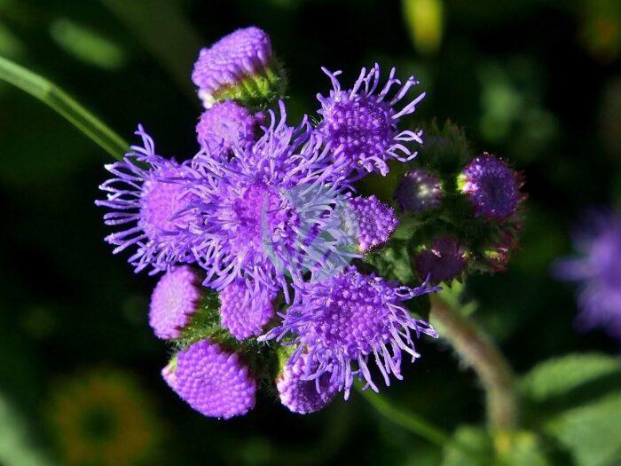 ageratum