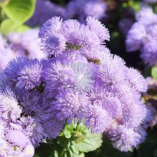 ageratum-813518_1280.jpg