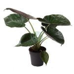 alocasia wentti clorofila maroc