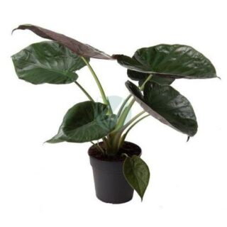 alocasia-wentti-clorofila-maroc.jpeg