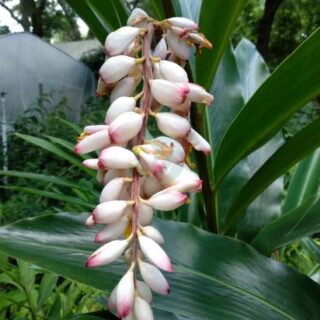 alpinia-zerumbet.jpg