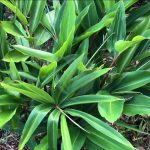 alpinia zerumbet clorofila