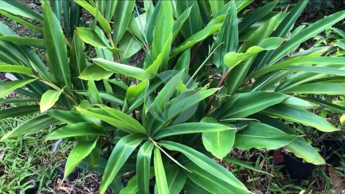 alpinia zerumbet clorofila