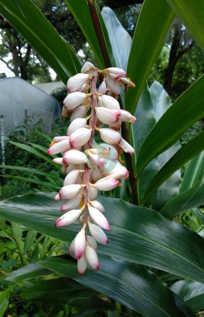 alpinia zerumbet