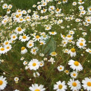 an-anthemis-5391341_1280.jpg