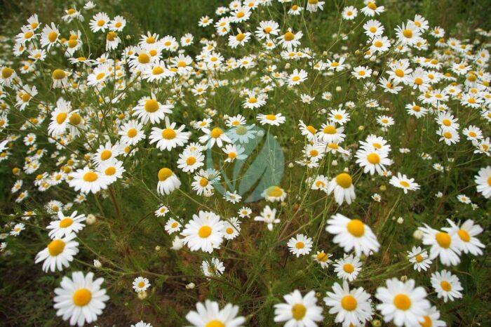 an anthemis