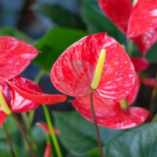 anthurium-maroc.jpeg