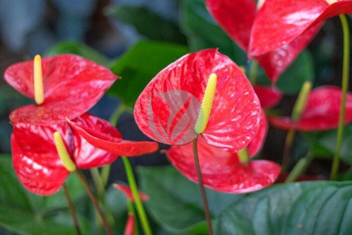 anthurium maroc