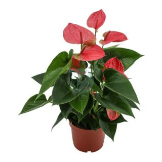 anthurium-maroc-clorofila.jpeg