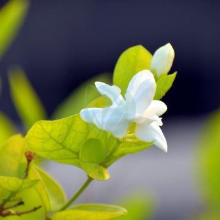 arabian-jasmine-2667887_1280.jpg