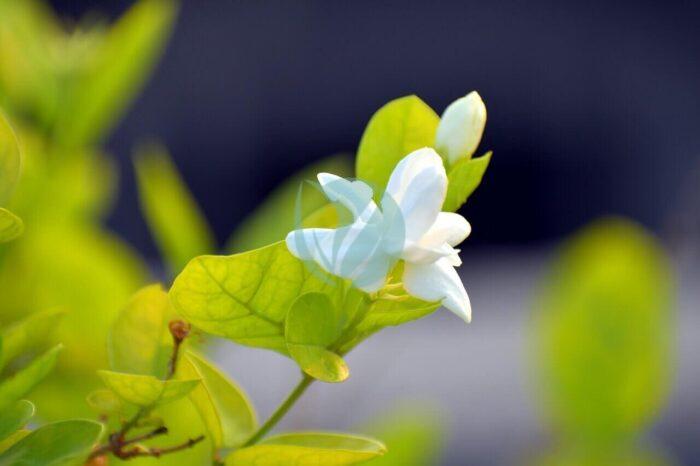 arabian jasmine