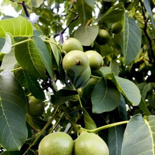 Un arbre multifruits