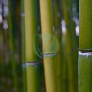 bamboo-4088009_1280-1.jpg