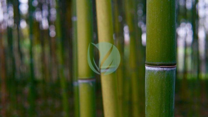 bamboo