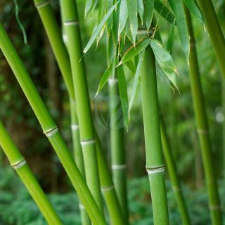 bambou-nain-clorofila-maroc-1.jpeg