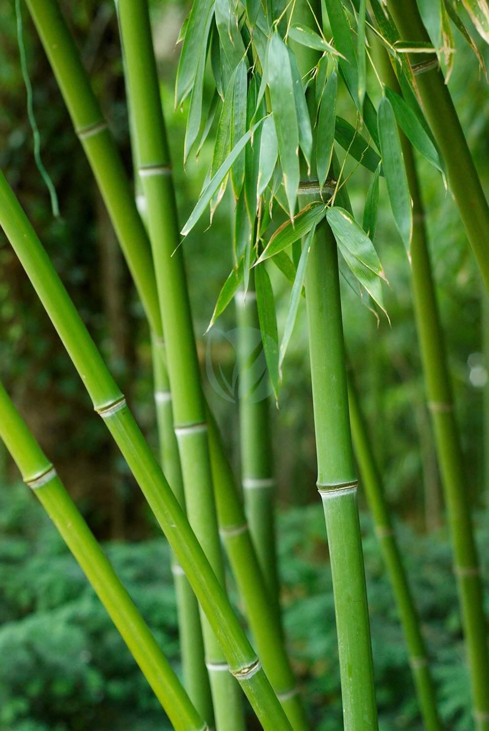 Bambou demi-nain - Clorofila