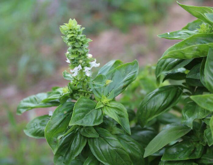 basil total