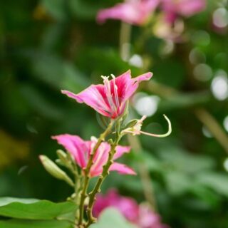 bauhinia-variegata-4938865_1280-1.jpg