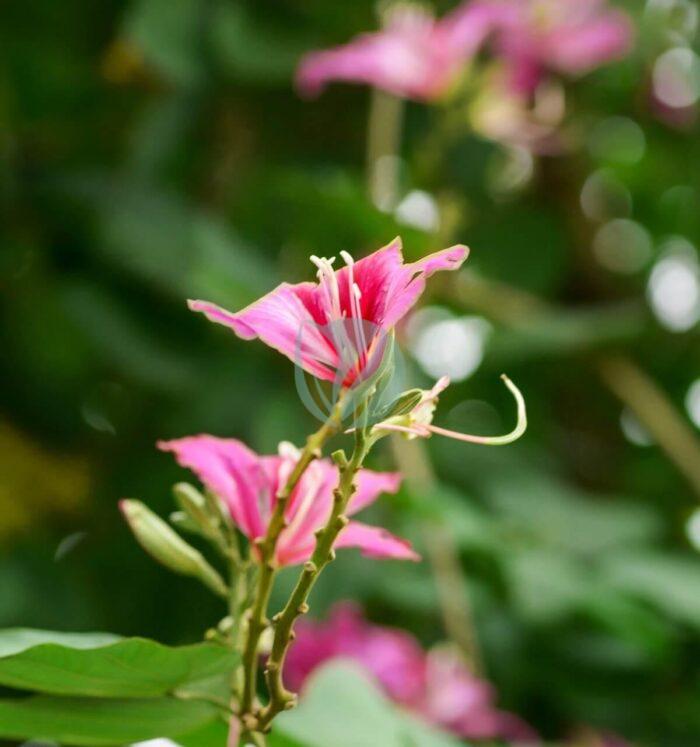 bauhinia variegata