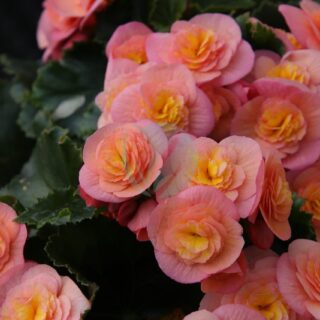 begonia-5191628_1280.jpg