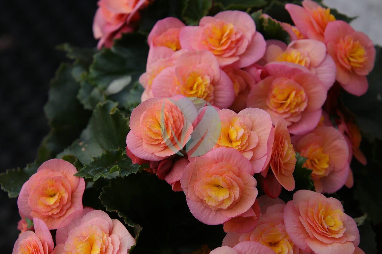 begonia