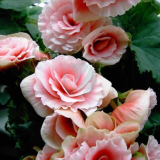 begonia-elatior-clorofila.jpeg