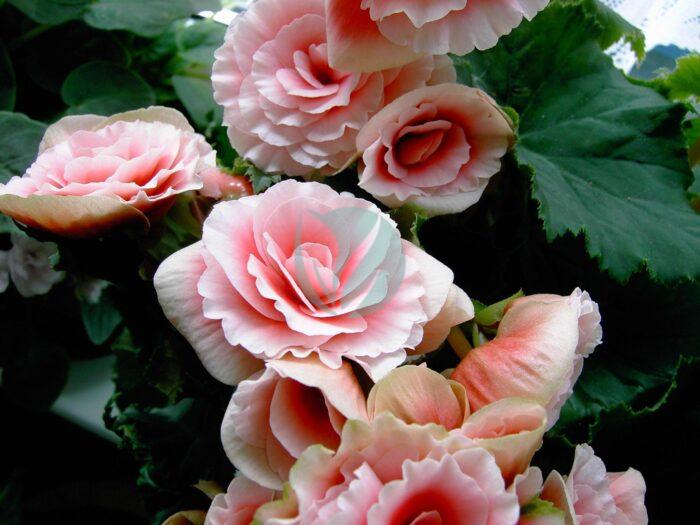 begonia elatior clorofila