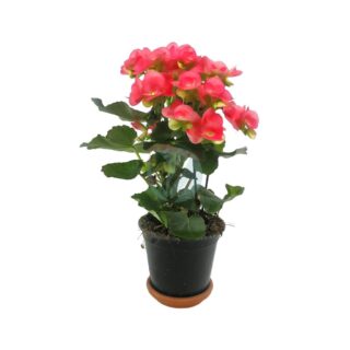 begonia-elatior-maroc-clorofila-1.jpeg