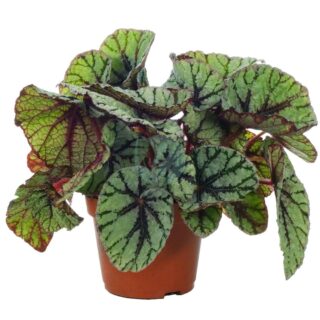 begonia-maroc-clorofila.jpeg