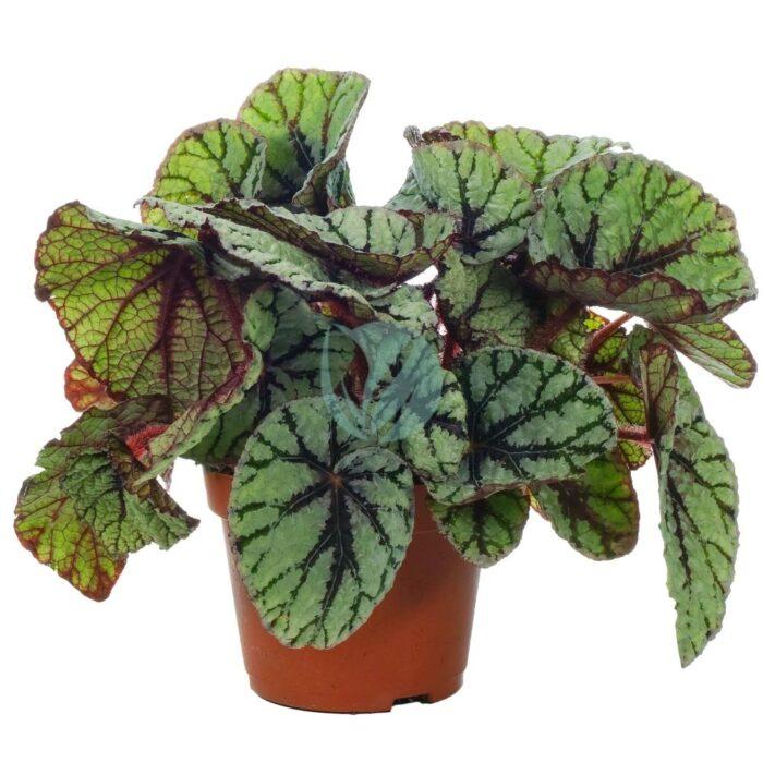 begonia maroc clorofila