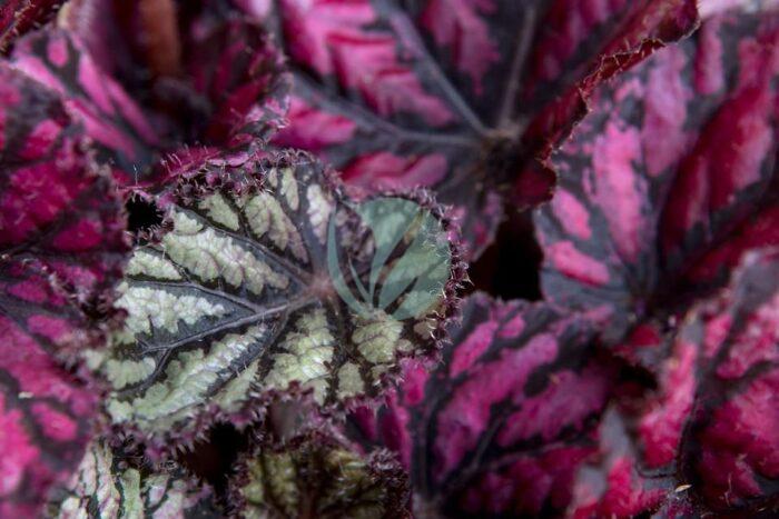 begonia royal clorofila