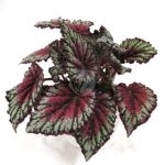 begonia royal maroc clorofila