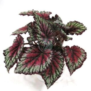 begonia-royal-maroc-clorofila.jpeg