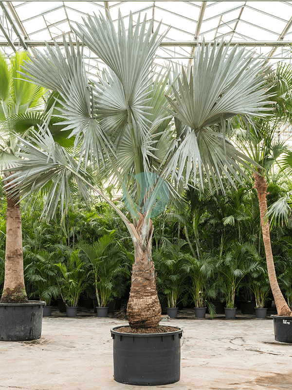 bismarckia nobilis maroc clorofila