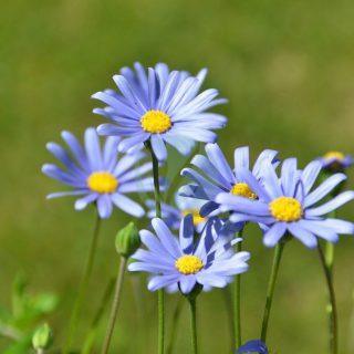 blue-felicia-daisy-1292090_1280.jpg