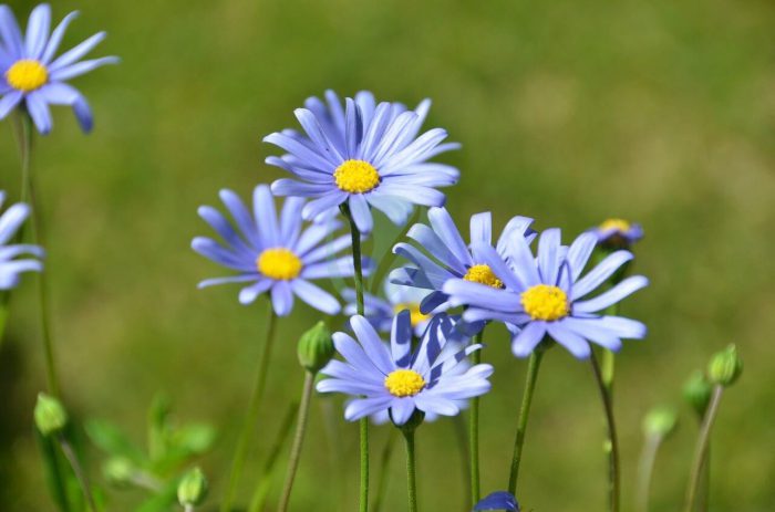 blue felicia daisy