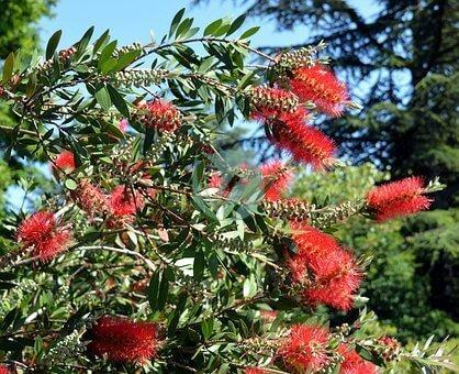 bottlebrush