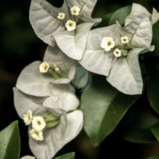 bougainvillea-5316719_1280.jpg