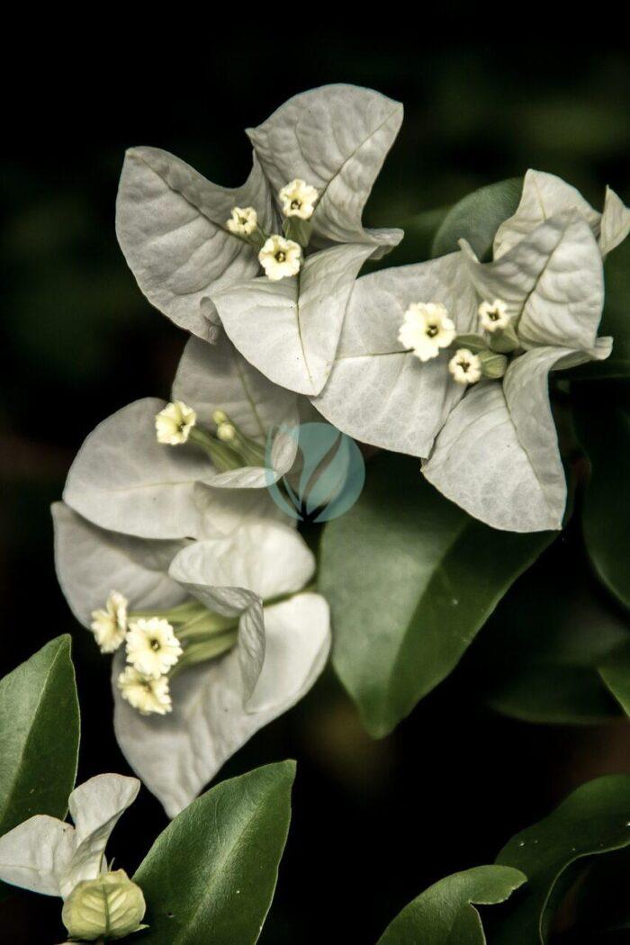 bougainvillea