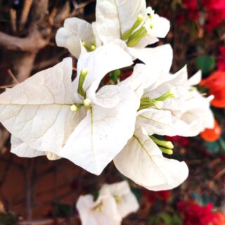 bougainvillier-blanc