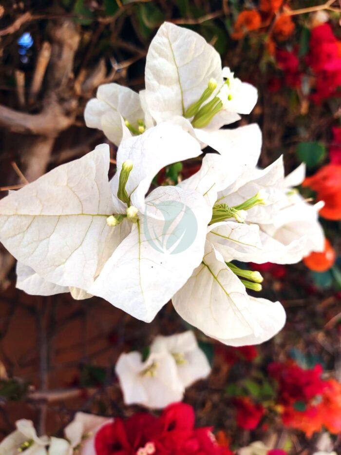 Bougainvillier blanc – Image 2