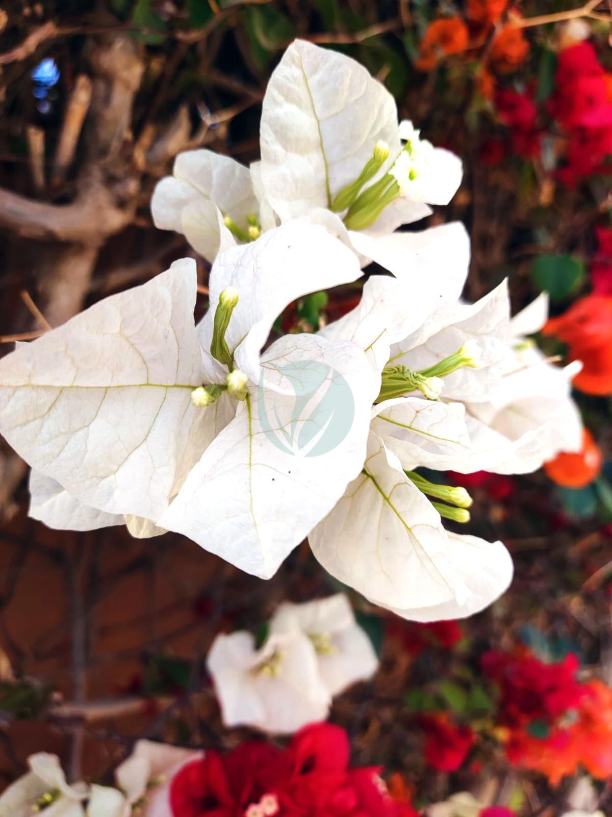 Bougainvillier blanc – Image 2
