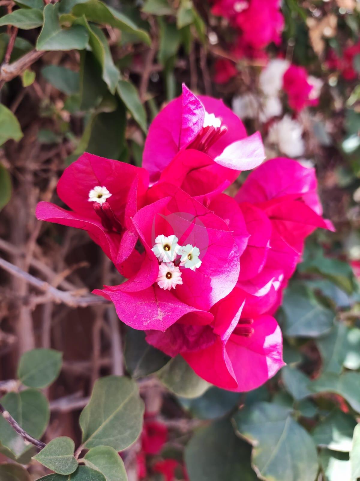 Bougainvillier (couleurs) – Image 7