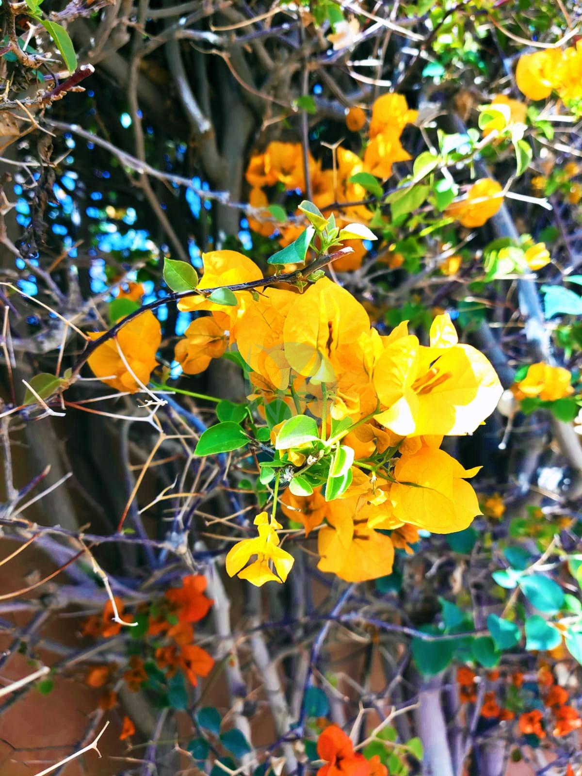 Bougainvillier (couleurs) – Image 6