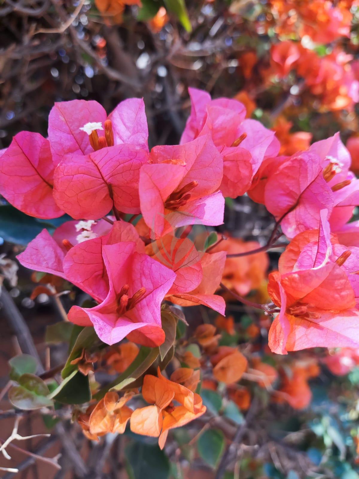 Bougainvillier (couleurs) – Image 5