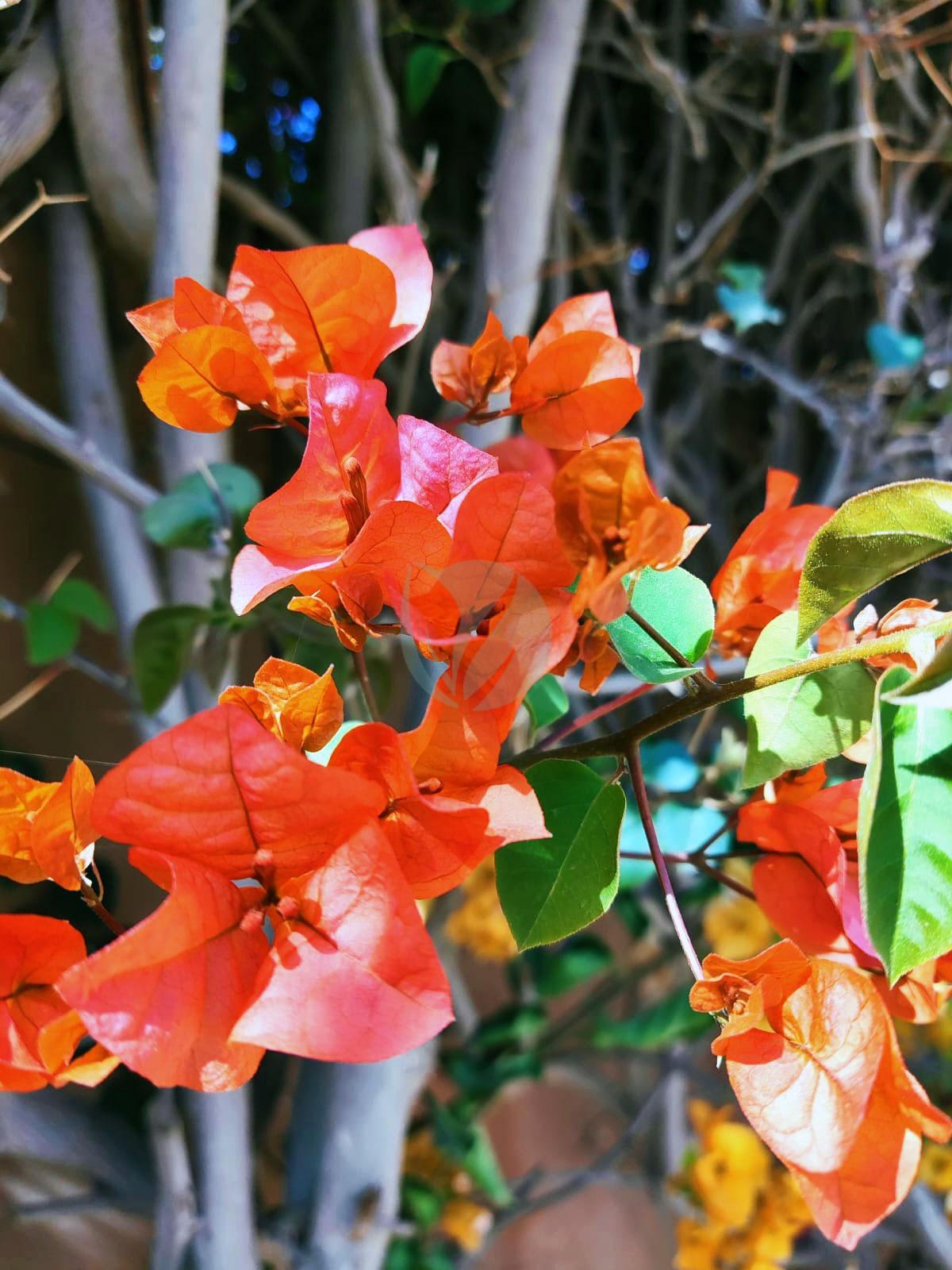 Bougainvillier (couleurs) – Image 4
