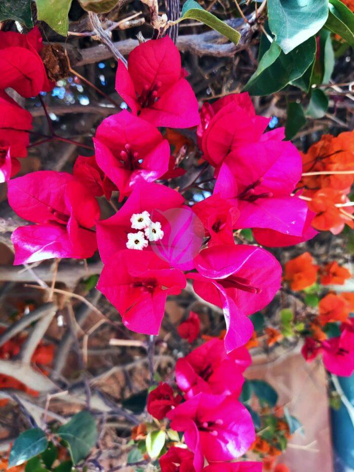 Bougainvillier (couleurs) – Image 3